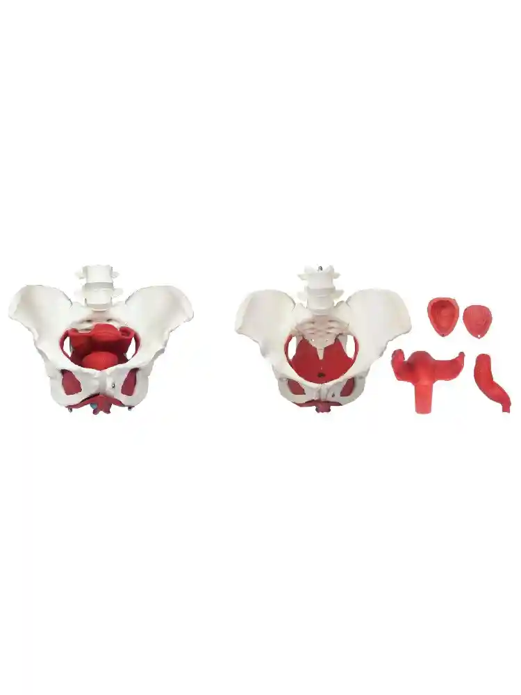 Female Pelvic Muscles with Removable Genitals