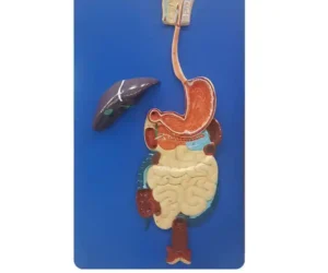 Human Digestive System