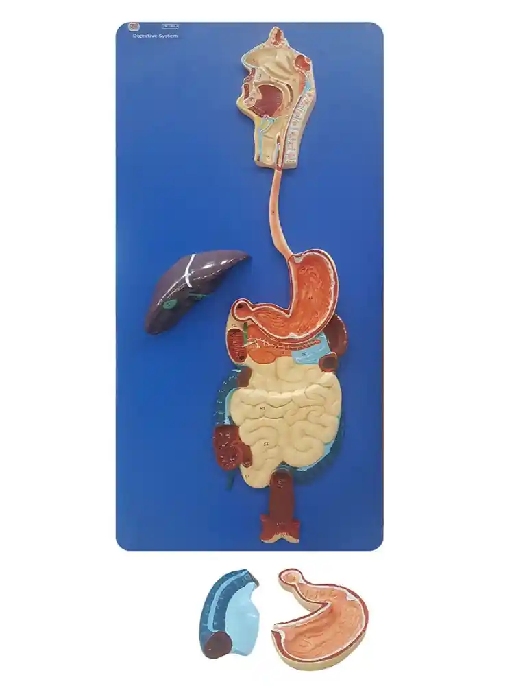 Human Digestive System