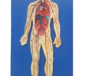 Human Circulatory System