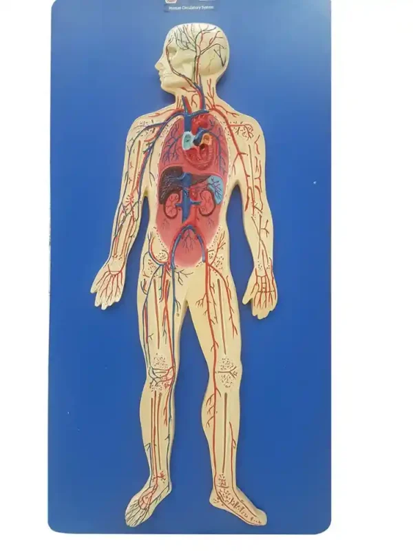 Human Circulatory System