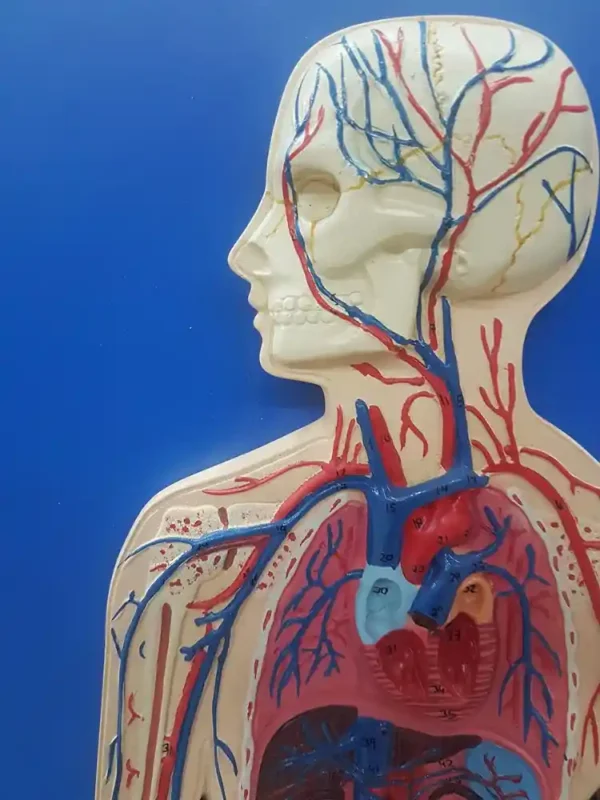 Human Circulatory System - Image 2
