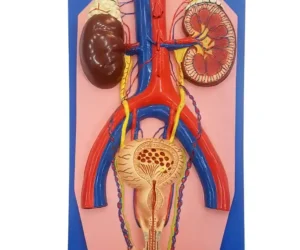 Human Excretory System
