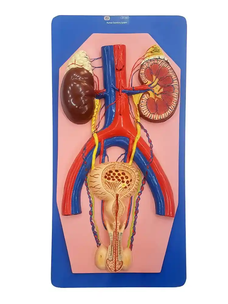 Human Excretory System