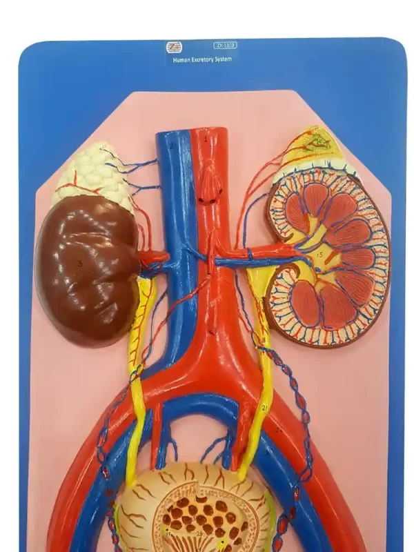 Human Excretory System - Image 2