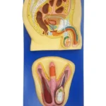 Human Male Reproductive System Model on blue Board