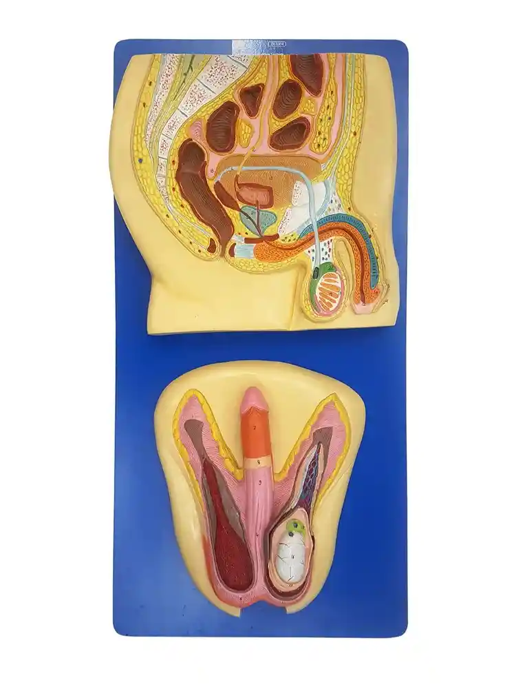Human Reproductive System Male