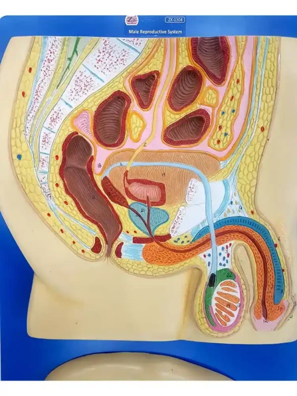 Human Reproductive System Male - Image 2