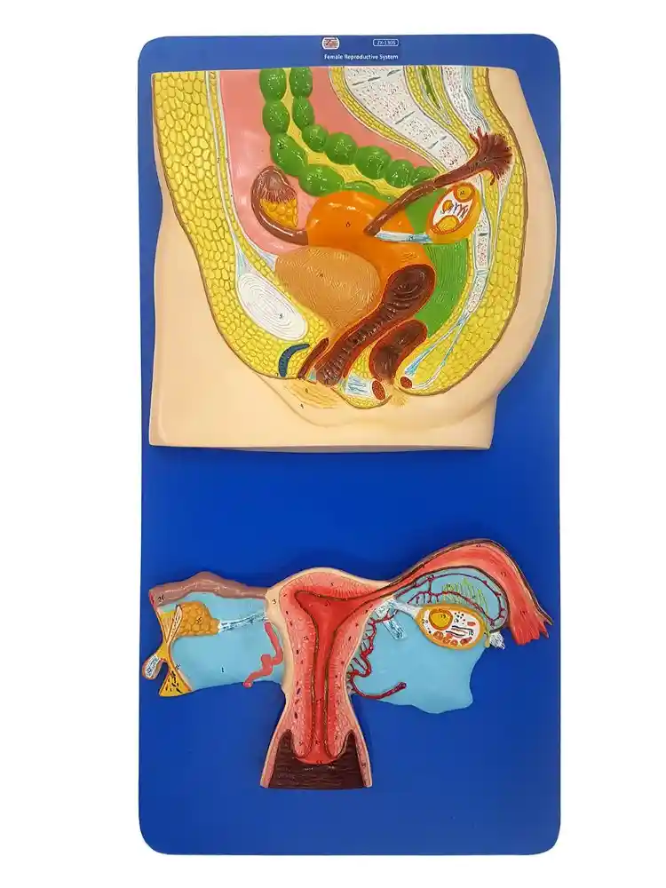 Human Reproductive System Female