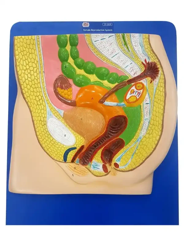 Human Reproductive System Female - Image 2