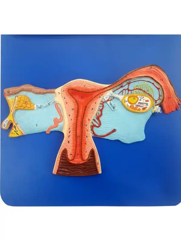 Human Reproductive System Female - Image 3