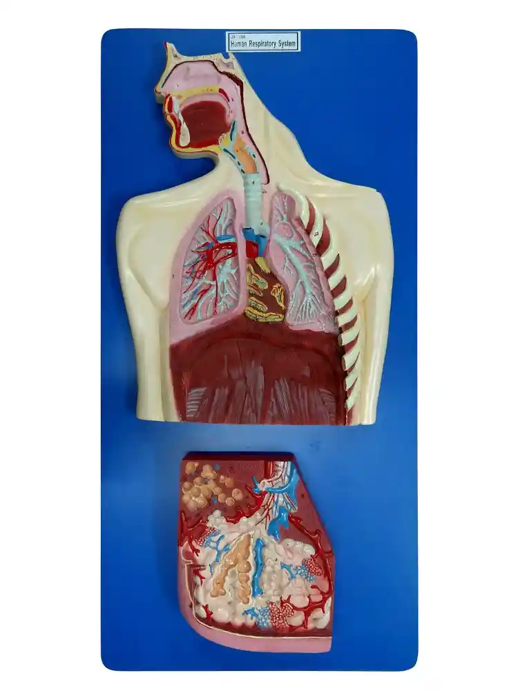 Human Respiratory System