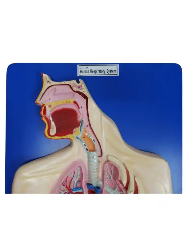 Human Respiratory System - Image 2