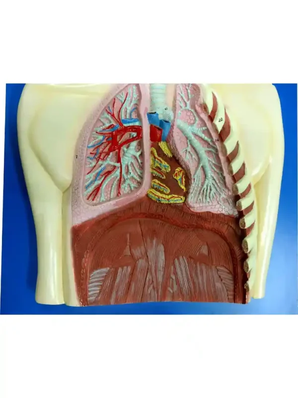 Human Respiratory System - Image 3