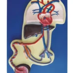 Fetal Circulation