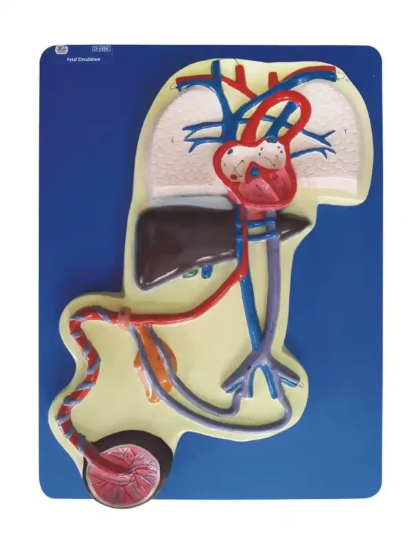 Fetal Circulation