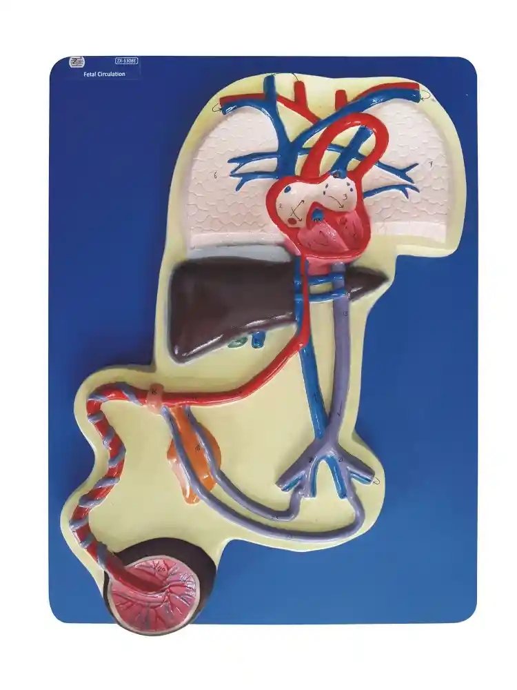 Fetal Circulation