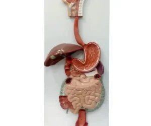 Digestive System Model PVC