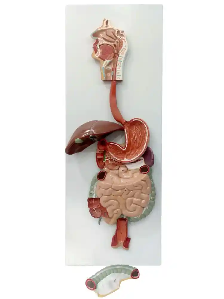 Digestive System Model PVC