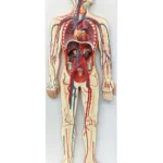 Circulatory System Model PVC