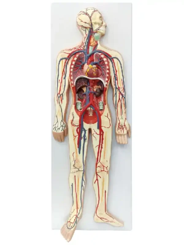 Circulatory System Model PVC