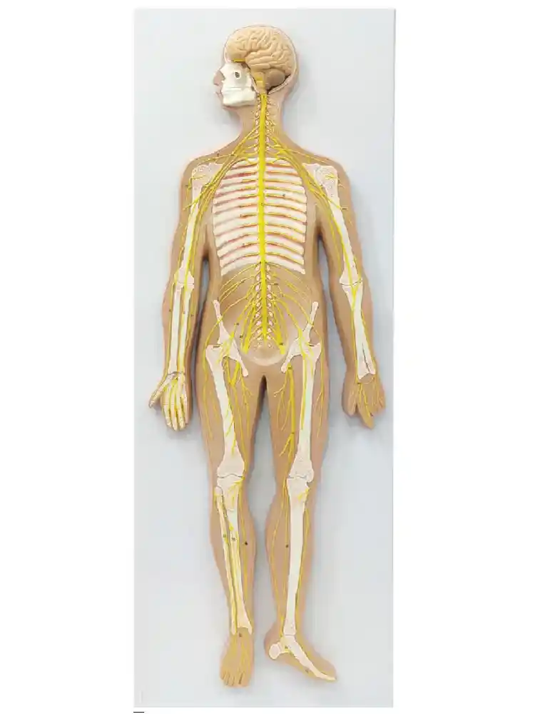 Nervous System Model PVC