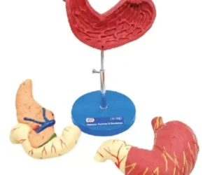 Human Stomach, Pancreas & Duodenum