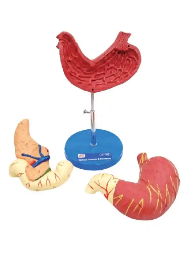 Human Stomach, Pancreas & Duodenum