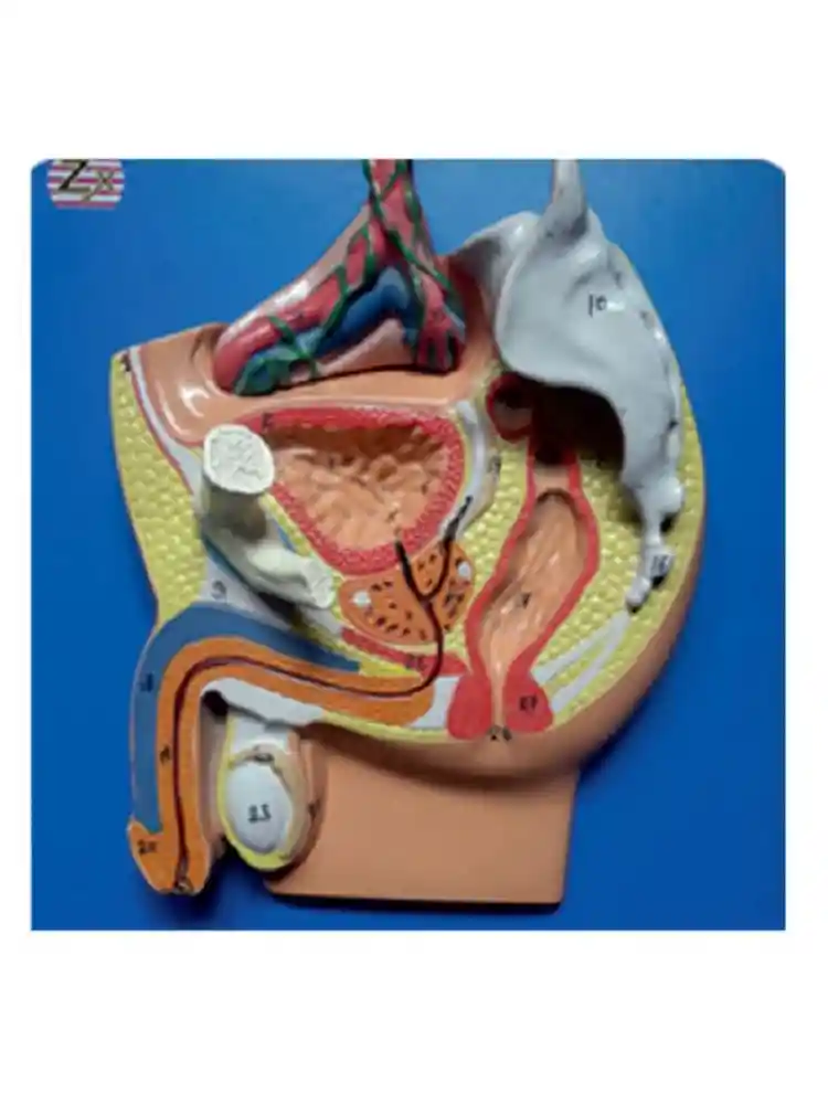 Male Pelvis Small (Magnetic)