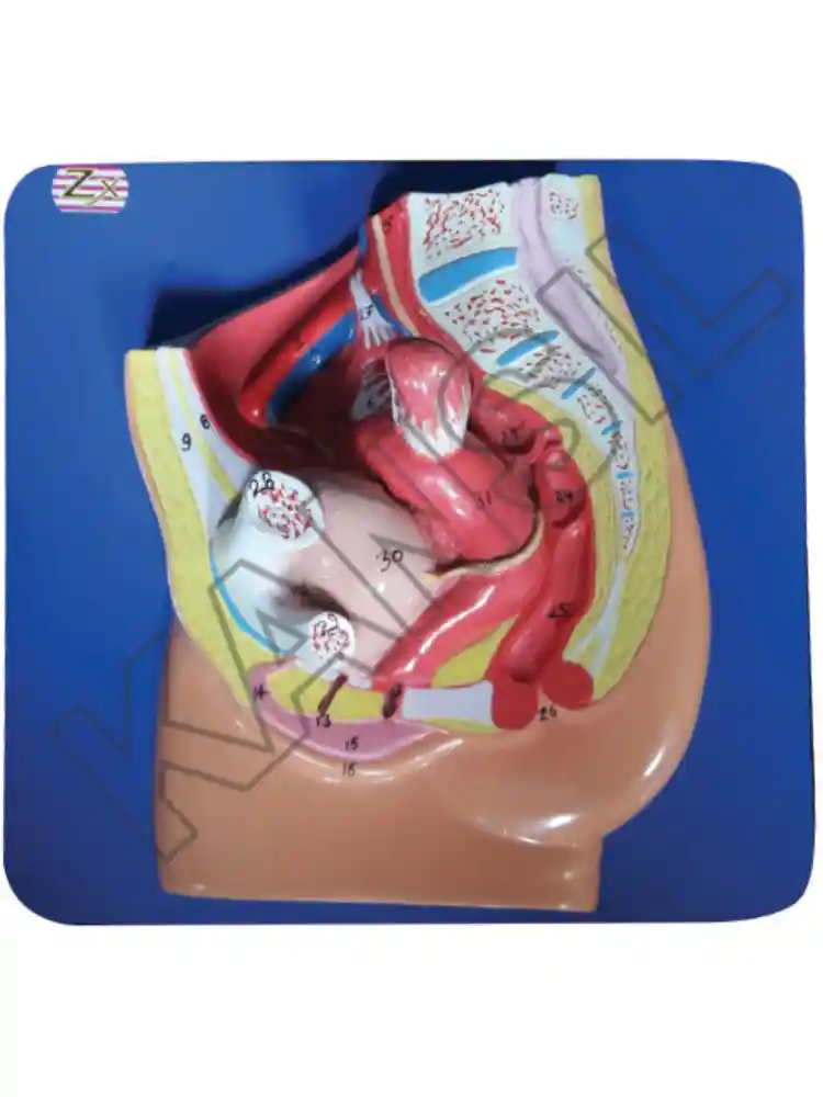 Female Pelvis Small (Magnetic)