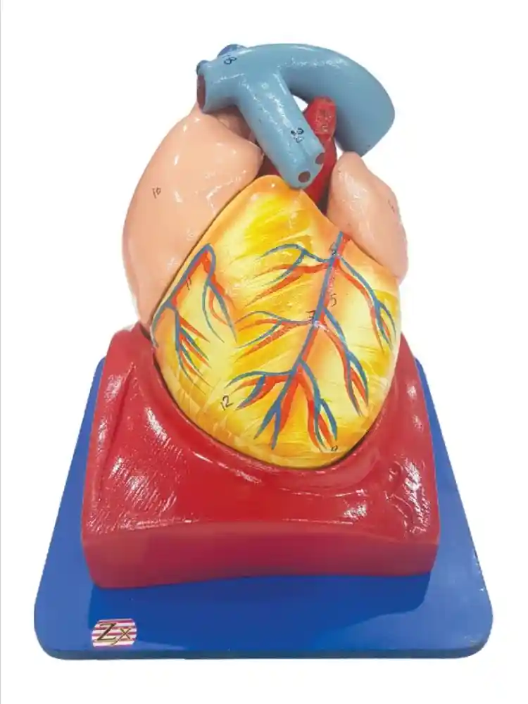 Human Heart (7 Parts)