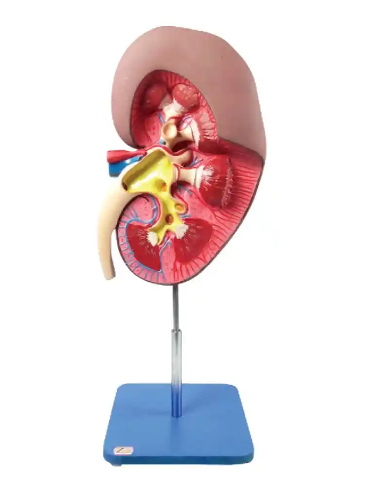 Kidney