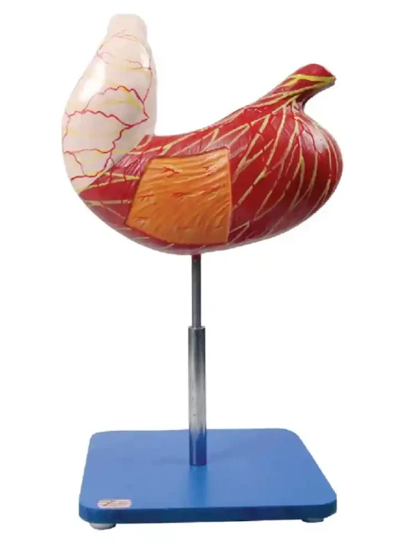 Stomach Model