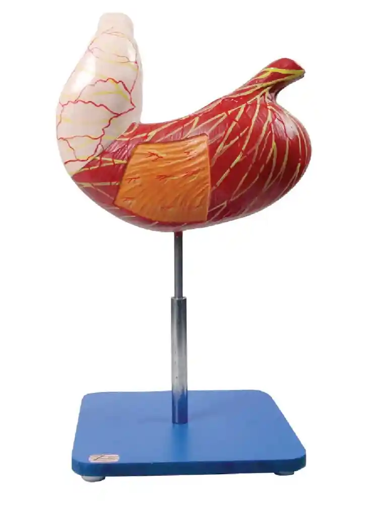 Stomach Model