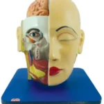Head, Brain and Eye