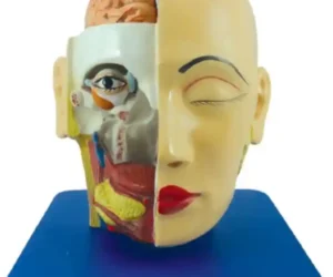Head, Brain and Eye