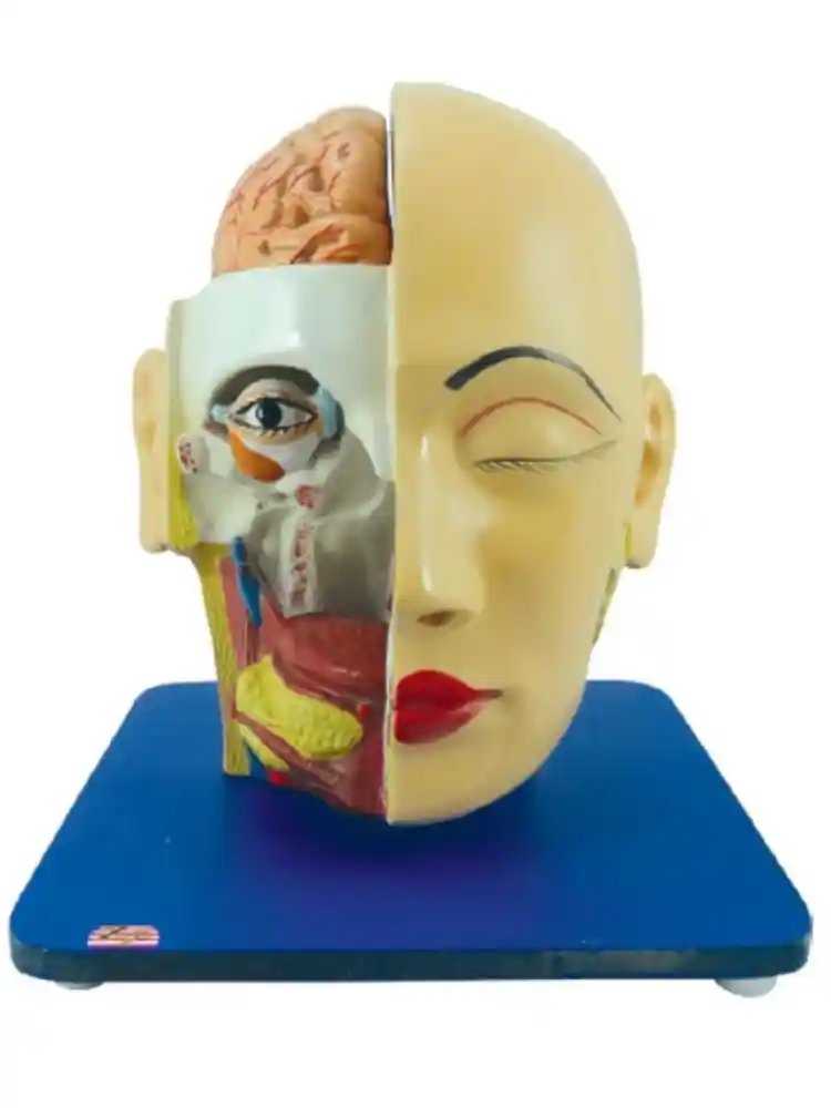 Head, Brain and Eye