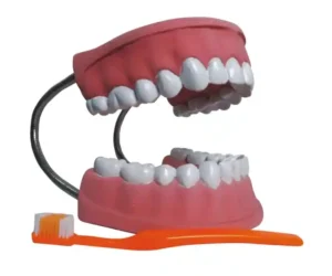 Dental Care Model
