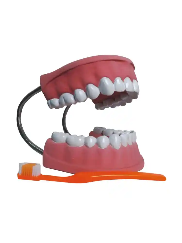 Dental Care Model