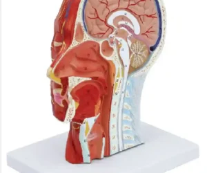 Half Head Model with Nerves & Vessels