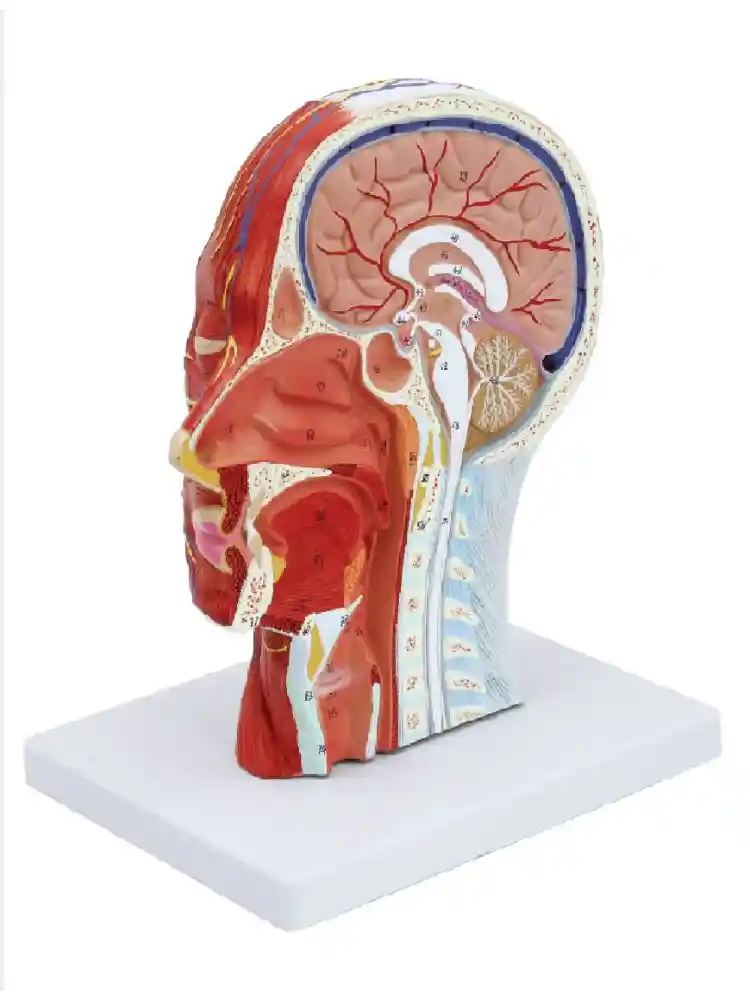 Half Head Model with Nerves & Vessels