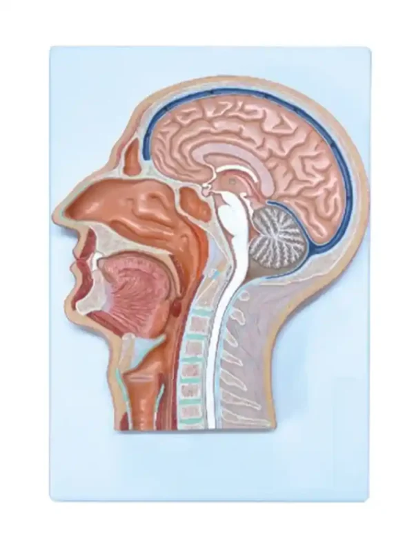 Human Head Model Sagittal Section