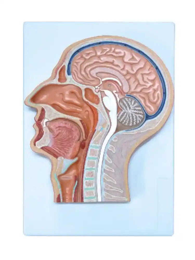 Human Head Model Sagittal Section