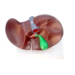 Liver Model PVC