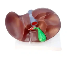 Liver Model PVC