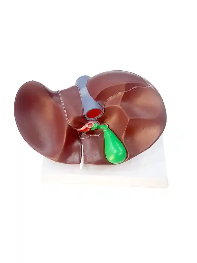 Liver Model PVC