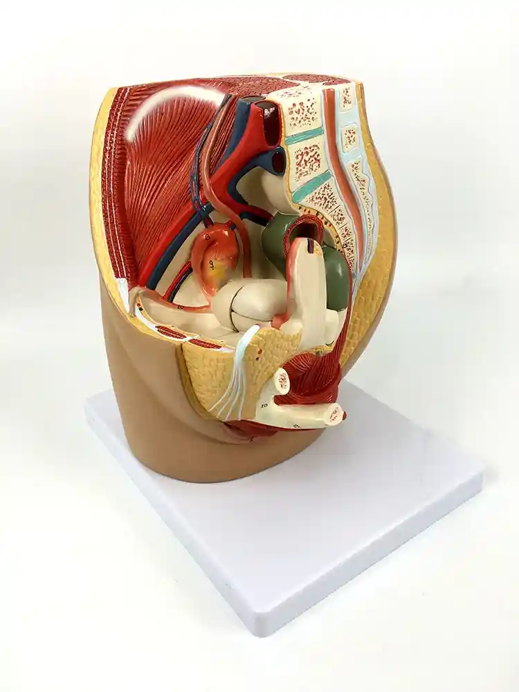Female Pelvis Section Diss. PVC