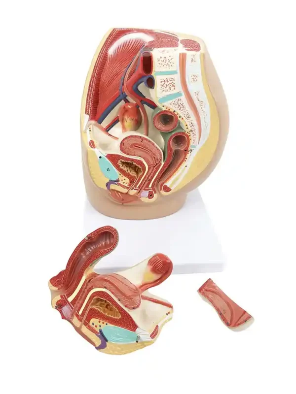 Female Pelvis Section Diss. PVC - Image 2