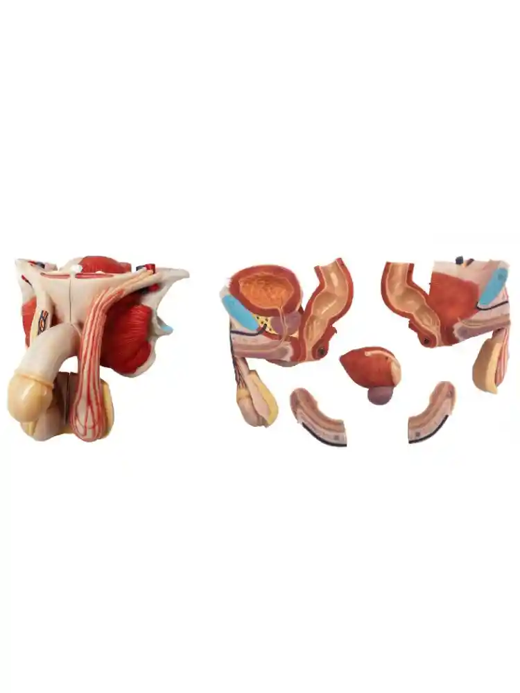 Male Genital Organs Model Dissectable