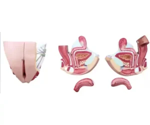 Female Genital Organs Model Dissectable